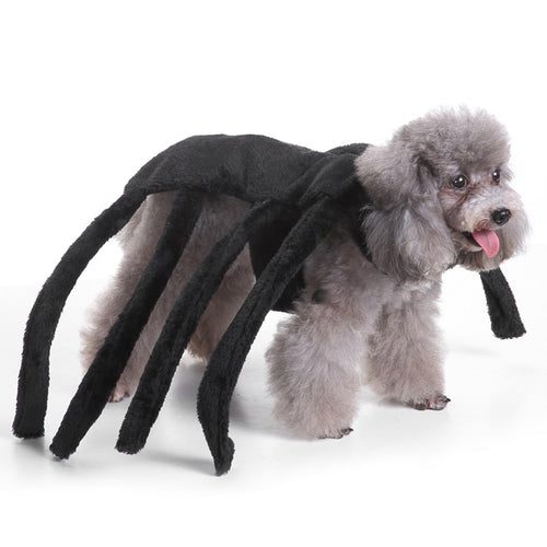 Halloween Spider Dog Costume